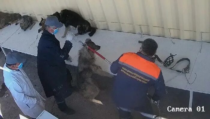 Анималс спасение животных с дач. Анималс спасение животных с дач