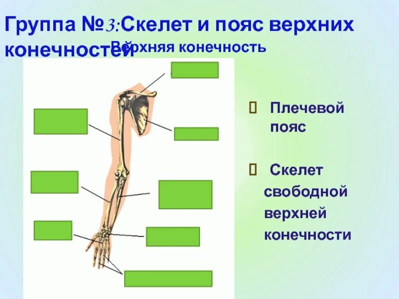 Плечевой пояс и скелет верхних конечностей. Скелет свободной верхней конечности. Скелет свободной верхней конечностт. Скелет плечевого пояса и свободной верхней конечности. В скелет верхних конечностей входит