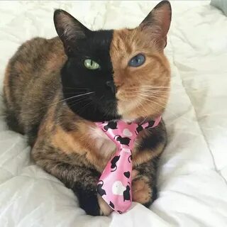 Кот на кошке фото