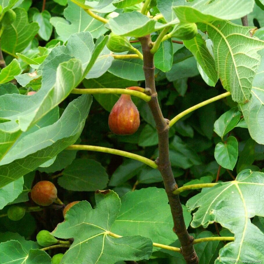 Ficus carica дерево. Инжир фиговое дерево. Абиссинская смоковница. Руминальская смоковница.