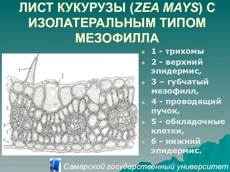 Мезофилл листа клетки. Поперечный срез листа Zea Mays. Строение листа кукурузы (Zea Mays) с изолатеральным типом мезофилла. Столбчатый и губчатый мезофилл. Строение мезофилла листа.