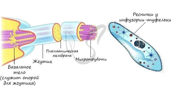 Реснички структура и жгутика клетки. Строение ресничек и микроворсинок. Жгутики у эукариотических клеток. Строение жгутиков и ресничек формула. Реснички и жгутики участвуют в.
