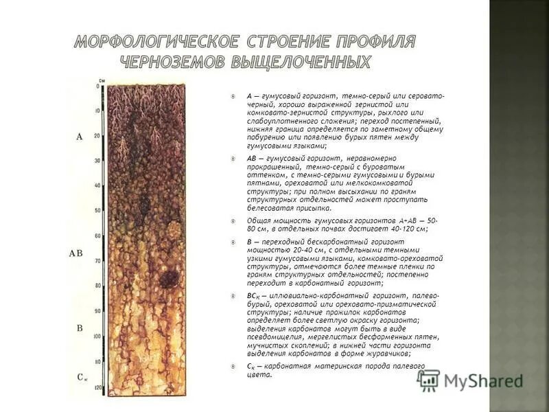 почему гумусовый горизонт имеет более темный цвет