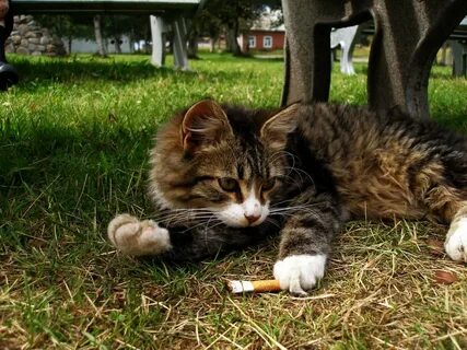 Фото кота с сигаретой