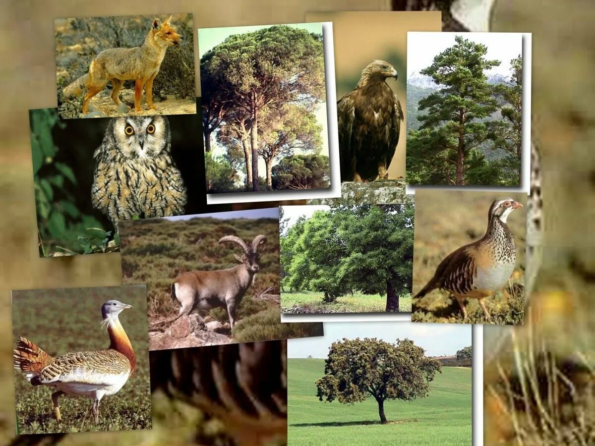 Разнообразие животного и растительного на земле. Растительный и животный мир. Растительность и животный мир.
