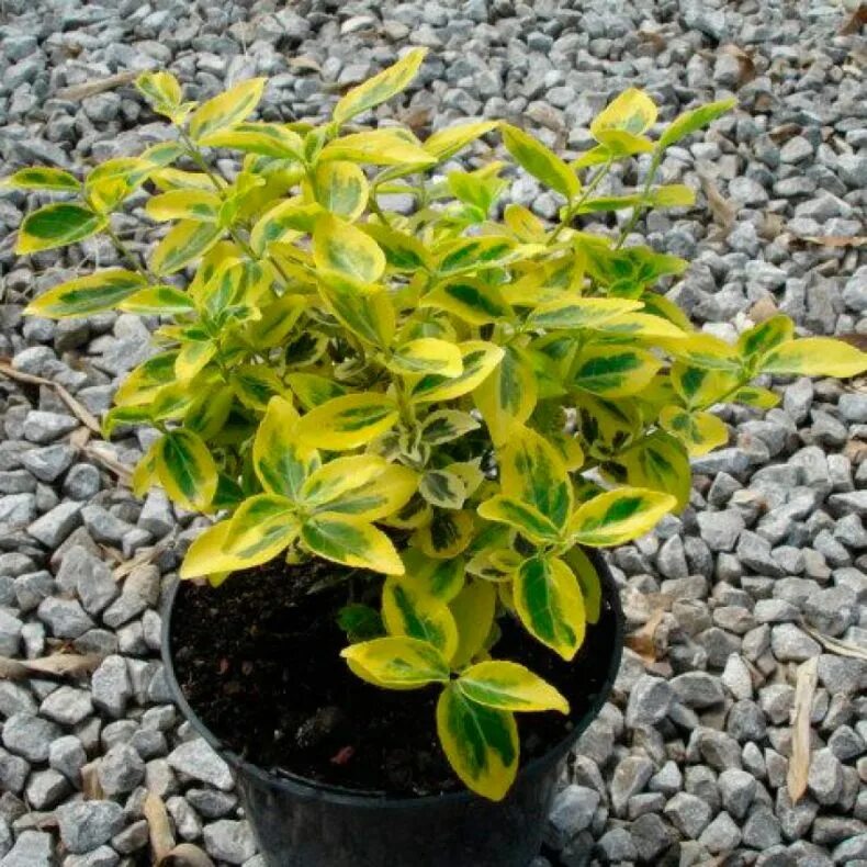 Бересклет гаити описание. Бересклет форчуна. бересклет форчуна (euonymus fortunei). бересклет форчуна эмеральд гаити. бересклет эмеральд голд.