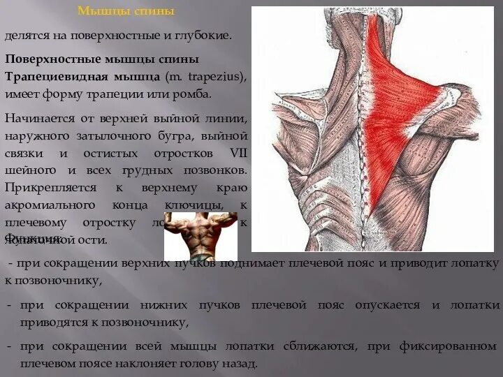 Трапециевидная функция. Мышцы спины поверхностные и глубокие. Верхние пучки трапециевидной мышцы. Прикрепление мышц спины. Трапециевидная мышца спины.