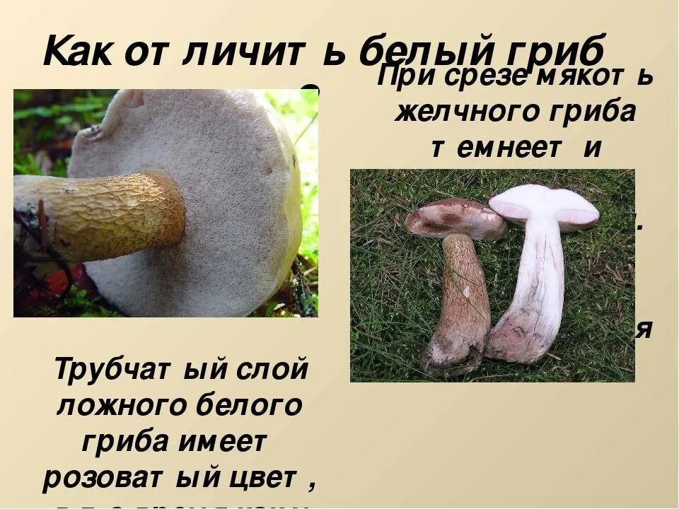 Белый гриб признаки. Ложный Боровик, желчный гриб. Желчный гриб ложный белый. Горчак, ложный белый гриб. Горчак или желчный гриб.