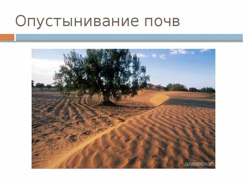 Что способствует опустыниванию саванн