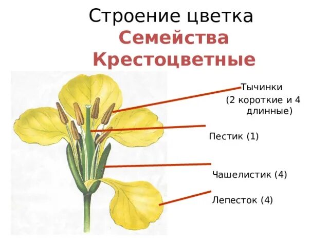 Строение околоцветника капусты. Семейство крестоцветные строение цветка. Семейство крестоцветные строение цветка. Семейство крестоцветные околоцветник. Семейство крестоцветные строение цветка.