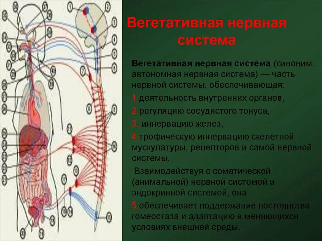 Нервная регуляция вегетативной системы функции. Вегетативная нервная система. Вегетативная автономная нервная система. Вегетативная нервная сист. Строение вегетативной нервной системы.