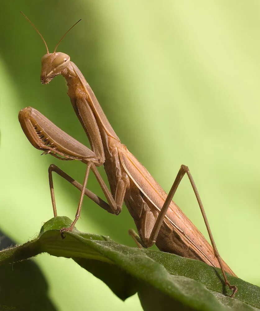 Земляной богомол (geomantis larvoides). Коричневый богомол. Mantis religiosa коричневый. Жук богомол. Коричневый богомол.
