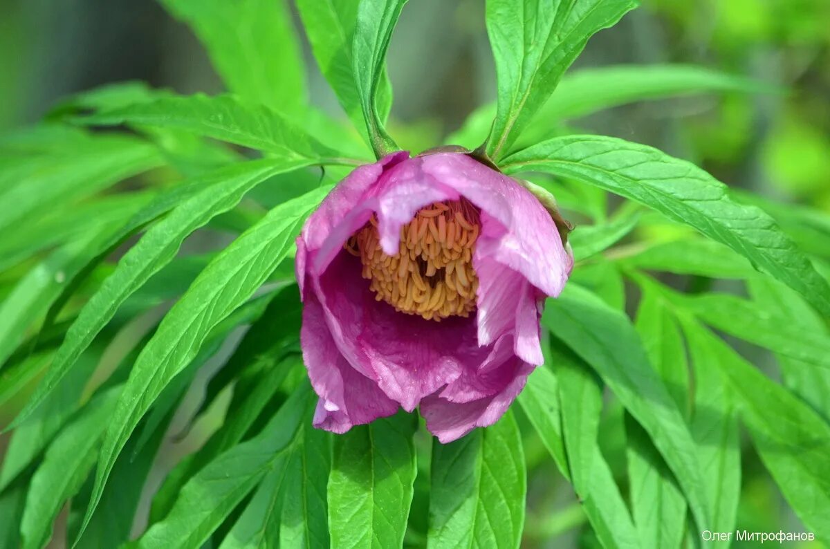 марьины коренья. пион уклоняющийся (paeonia anomala). пион уклоняющийся. пион уклоняющийся paeonia anomala l. марьин корень забайкалье.