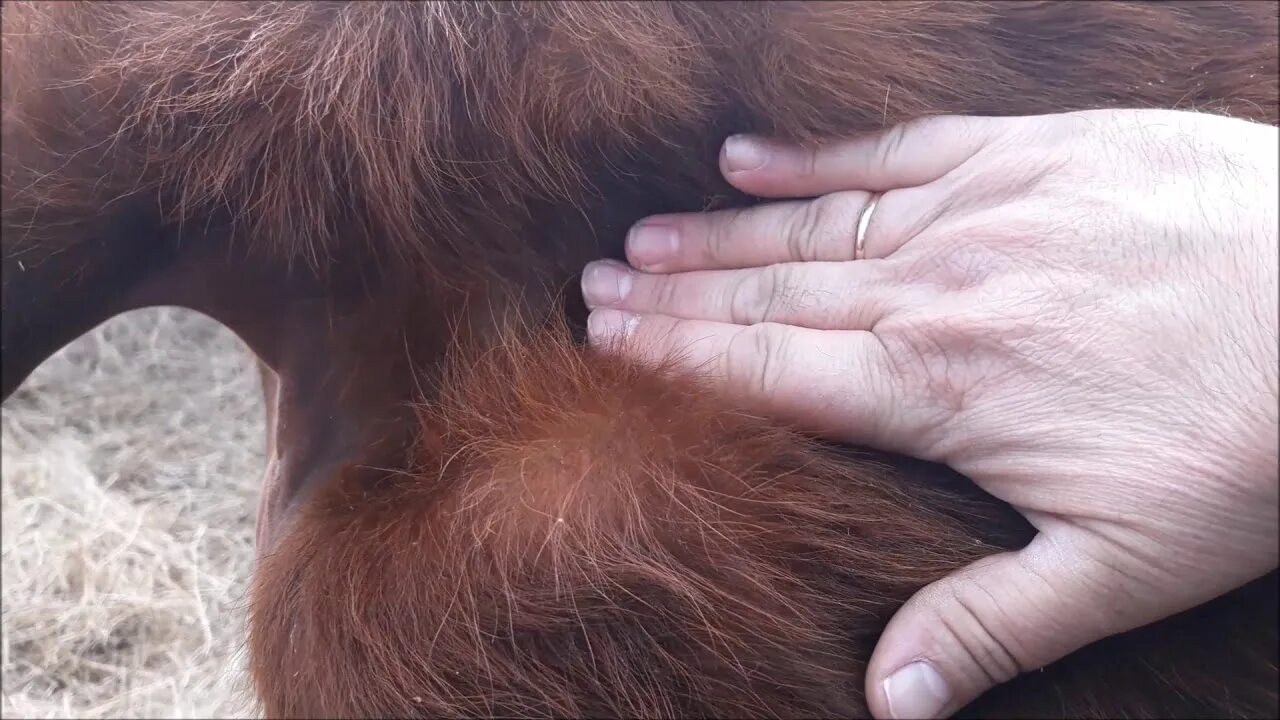 Предвестники родов у коров. Признаки скорого отела у коровы. 1 признаки коров