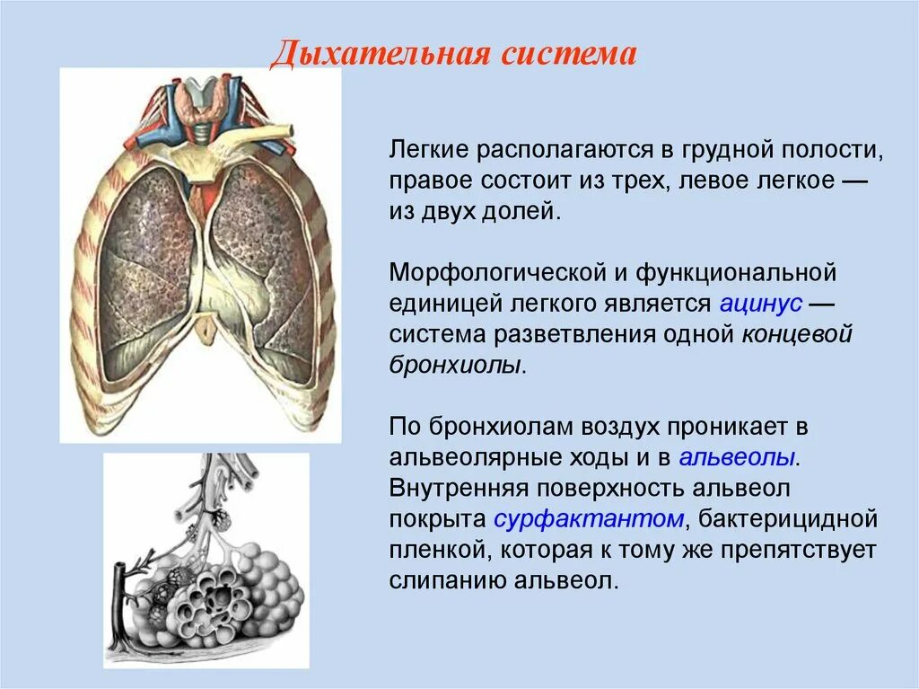 Субплевральные отделы легких