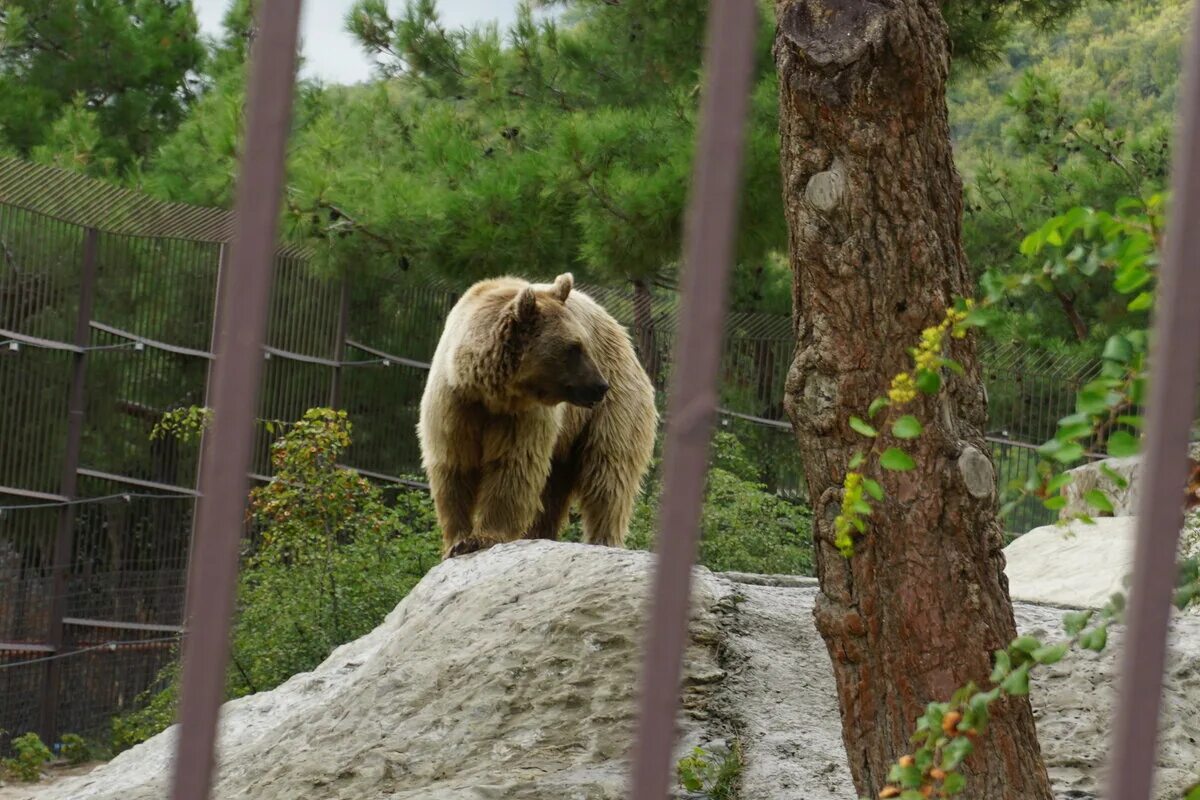 Зоопарк в Геленджике сафари парк. Звери краснодар билеты