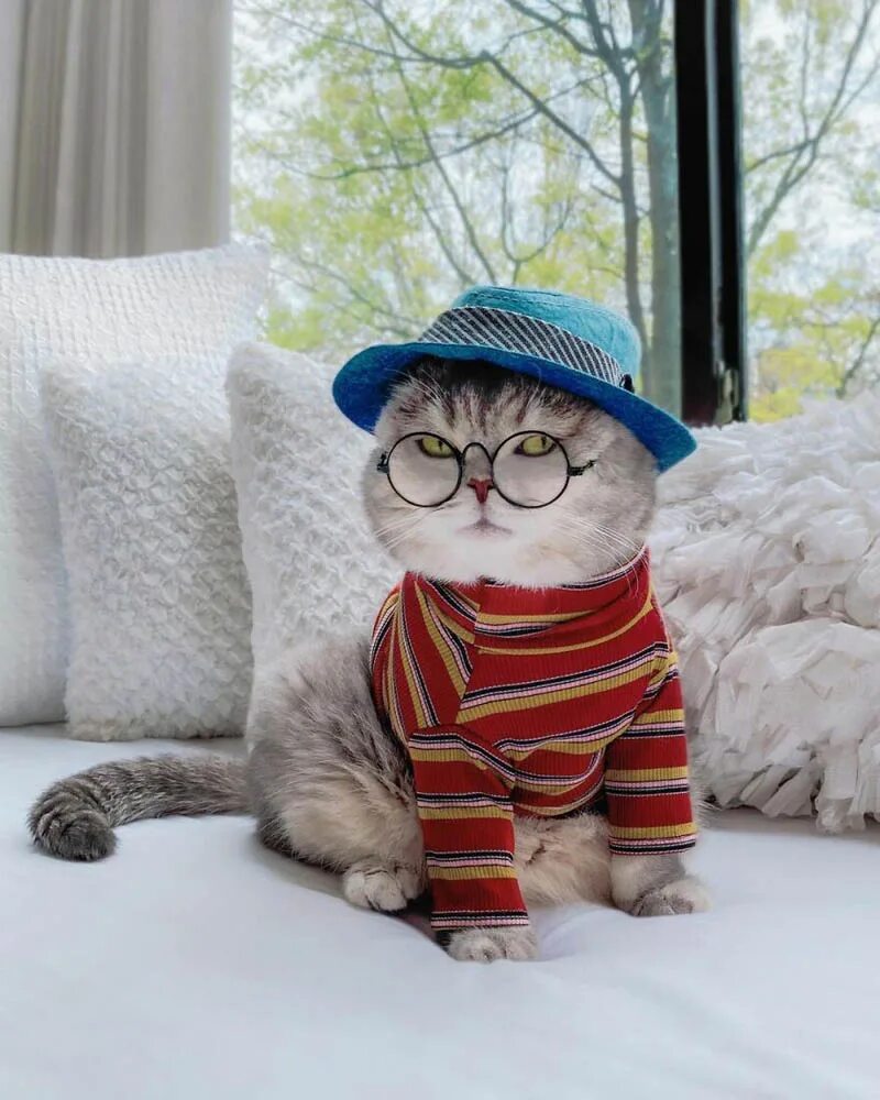 Стильная кошка. Кот Бенсон. Стильные коты. Модный кот. Модные котики в очках.