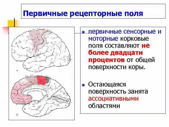 Первичные сенсорные. Первичные сенсорные зоны. Первичные зоны коры. Параметры дизонтогенеза. Первичные и вторичные проекционные зоны.