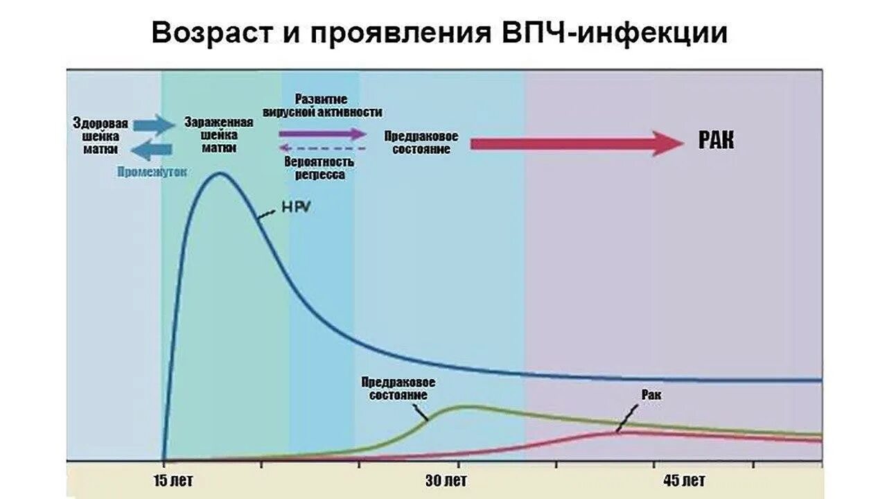 Вероятность онкологии. ВПЧ статистика. ВПЧ фазы жизненного цикла.