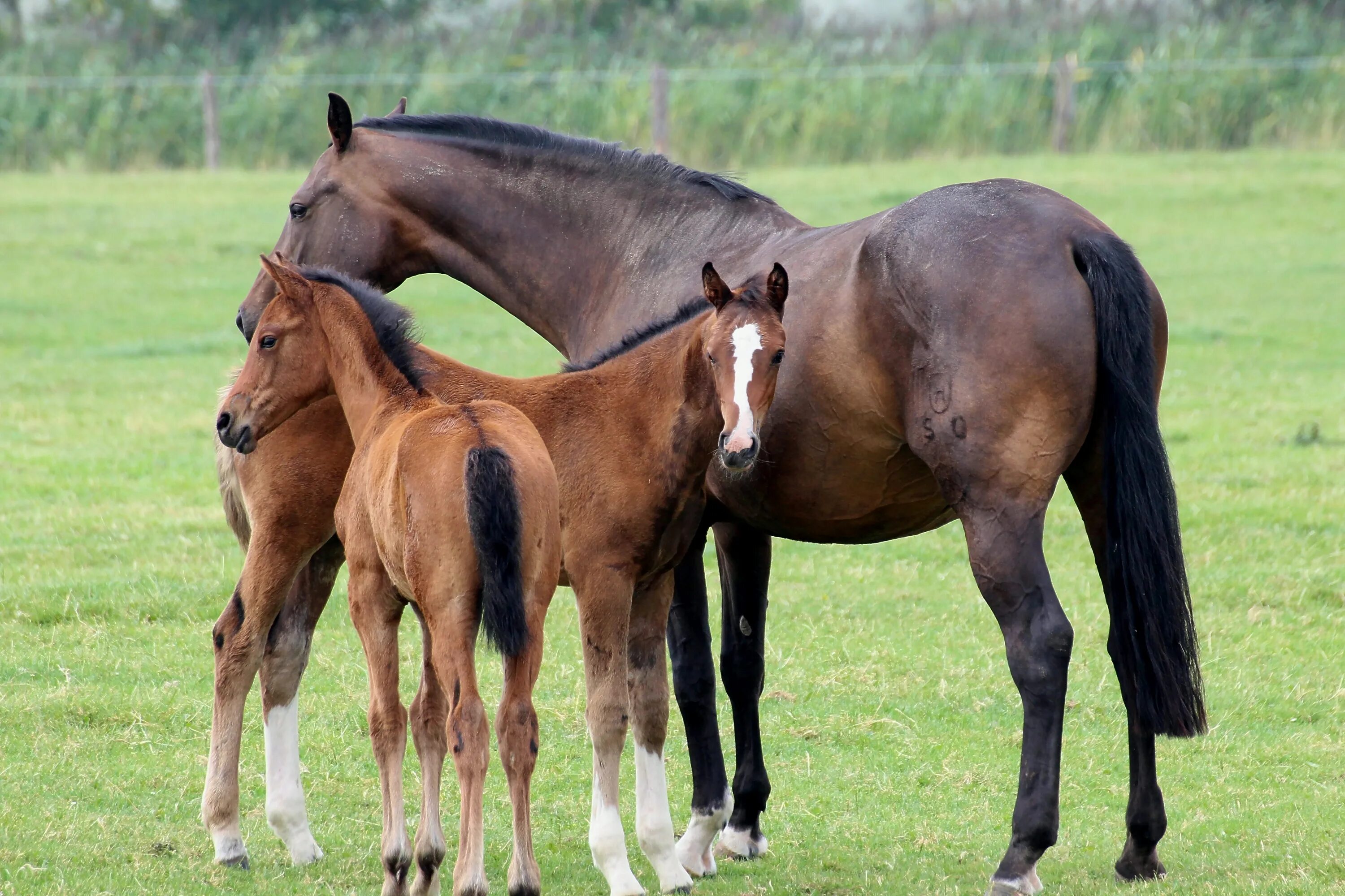 Horse family