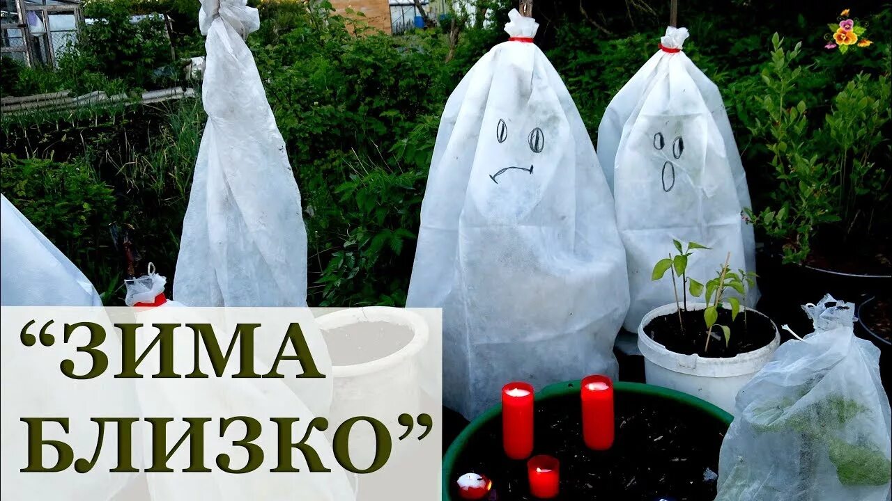 Как спасти рассаду от заморозков в теплице. Колпаки для рассады от заморозков. колпачки для укрытия рассады. защита рассады от заморозков. колпаки для укрывания рассады.
