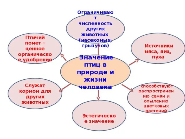 Значение птиц биология 7 класс. Значение птиц в природе и жизни человека таблица. Значение птиц в природе и жизни человека. Значение птиц в природе и жизни человека 7 класс биология таблица. Значение птиц в жизни человека.