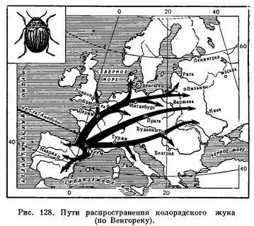 Органы выделения колорадского жука