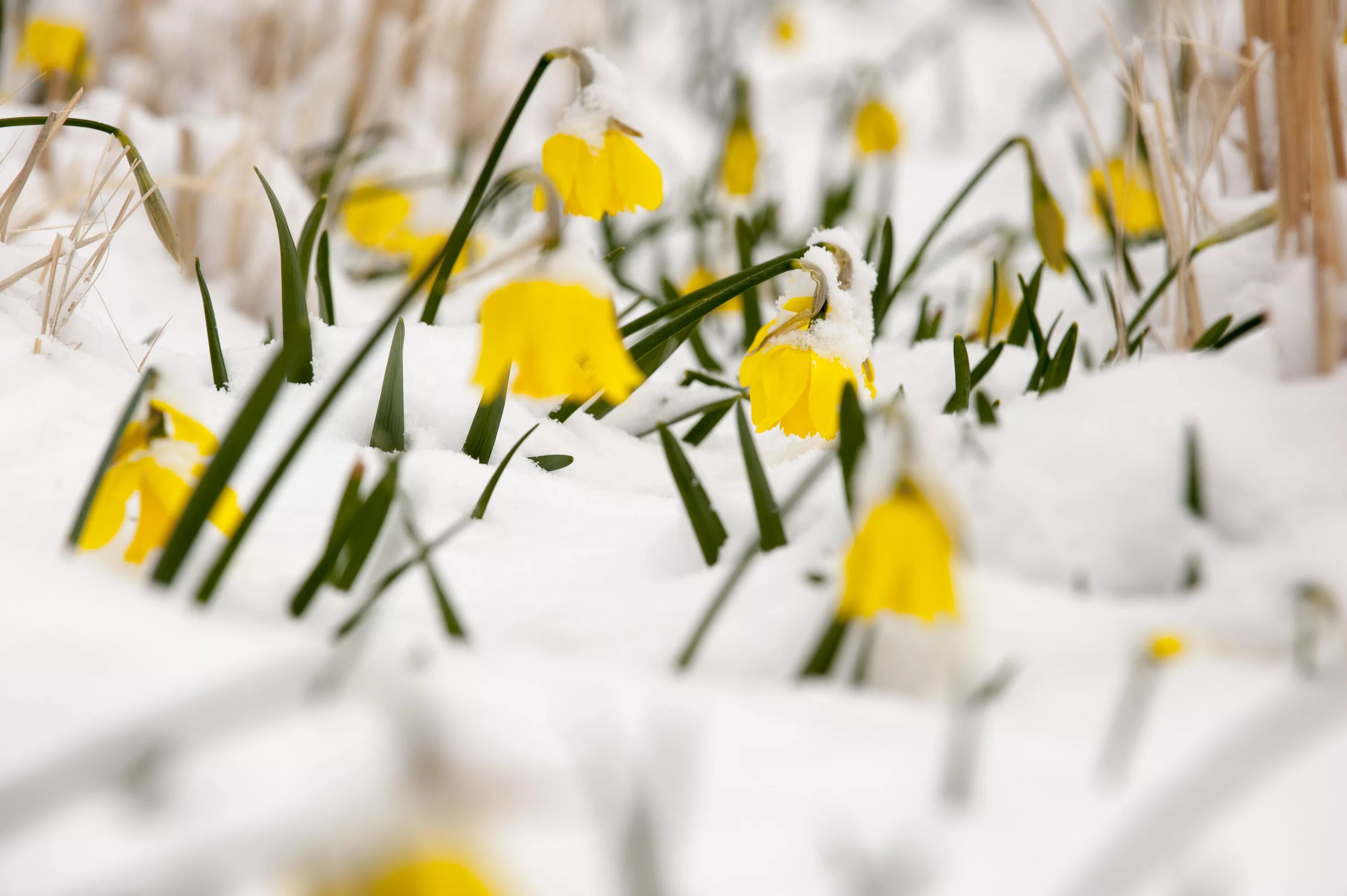 Spring put