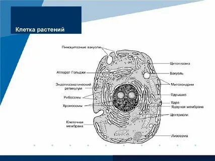 Клетки всех живых организмов содержат