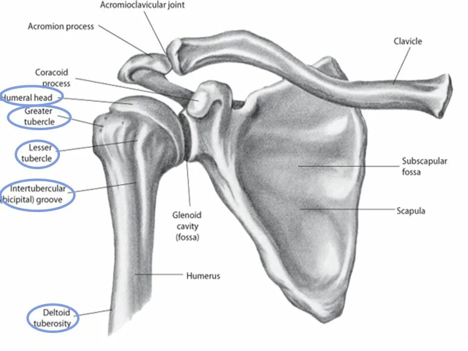 Анатомия плечевого сустава. Плечевого сустава диаграмма. Acromioclavicular Joint. Суставы лопатки. Лопатко плечевой сустав.