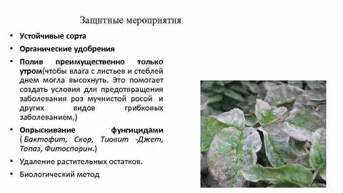 Мучнистая роса на флоксах меры борьбы