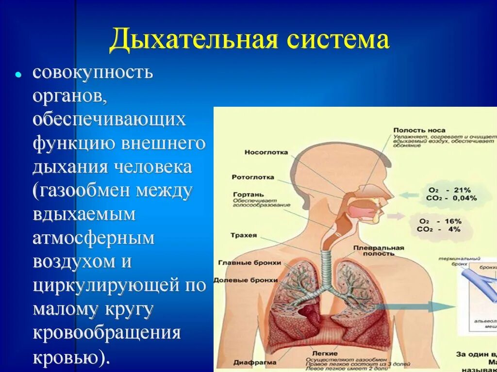 Установи какой орган обеспечивает. Дыхательная система человека. Органы дыхательной системы человека. Дыхательная система че. Системы органов человека дыхательная система.