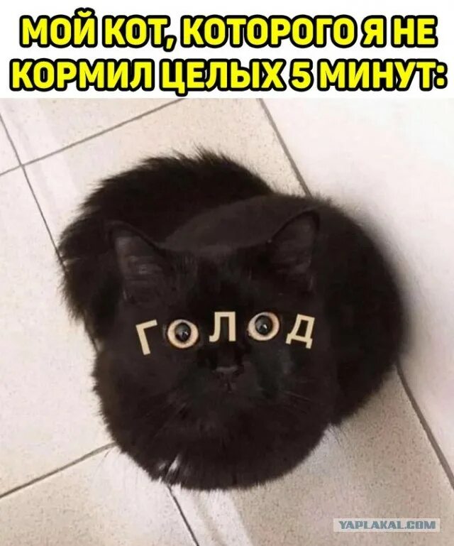 Кот голод. Единственное состояние моего кота. Любой кот. Мемы с черным котом.