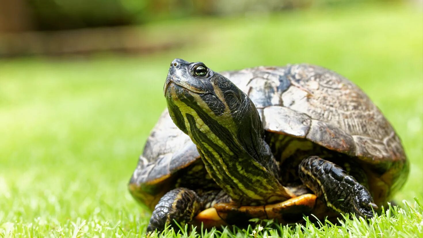 Черепаха 8 3. Graptemys nigrinoda. Желтоголовая индийская черепаха. Черепаха тартаруга трава. Прудовая черепаха ривза черепаха.