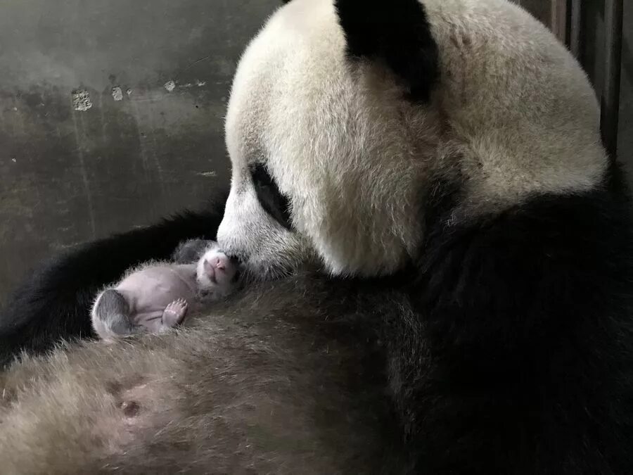 московский зоопарк животные панда. панда жуи в московском зоопарке. шкаф панда. большая панда в московском зоопарке. панда в московском зоопарке.