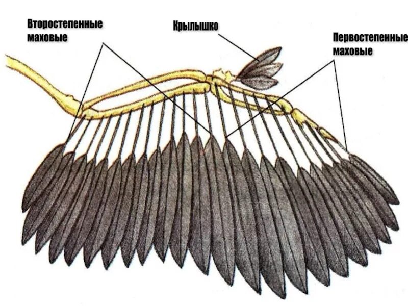 Расположение перьев у птиц. Маховые перья. Маховые перья у птиц. Маховые перья крыла. Маховые Крылья птиц.
