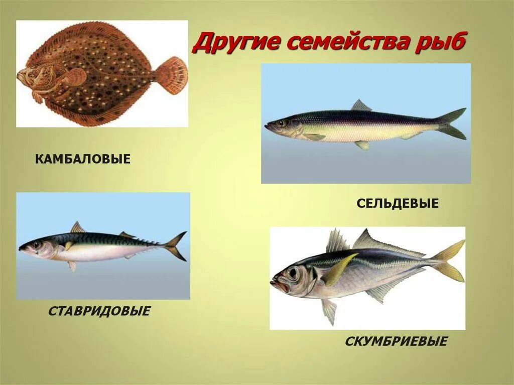 5 семейство морских рыб. Семейство тресковых рыб представители. Рыба минтай семейство тресковых. Виды морской промысловой рыбы. Семейства промысловых рыб таблица.