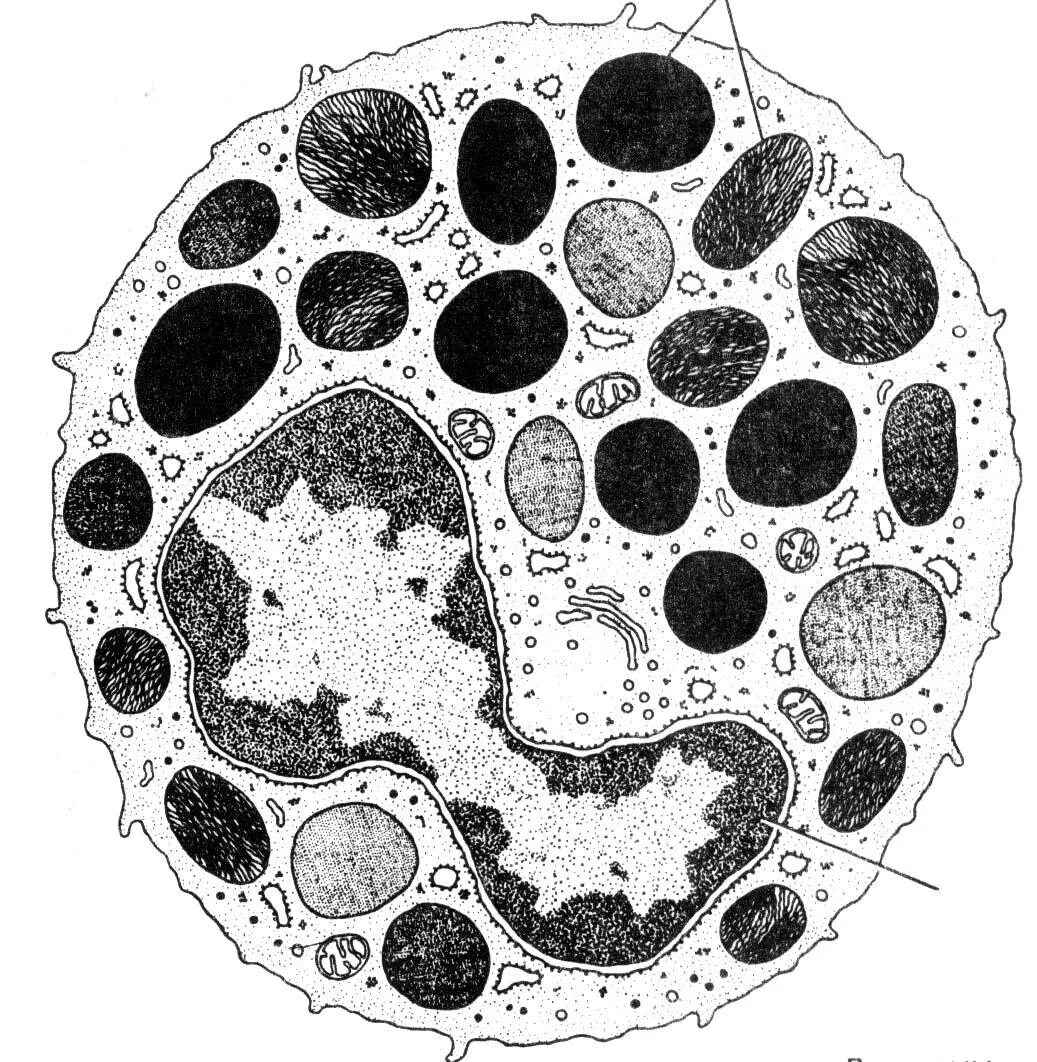 Эозинофил Электронограмма. Эозинофильный лейкоцит микрофотография. Нейтрофил Электронограмма. Базофил Электронограмма. Макрофаги эозинофилы