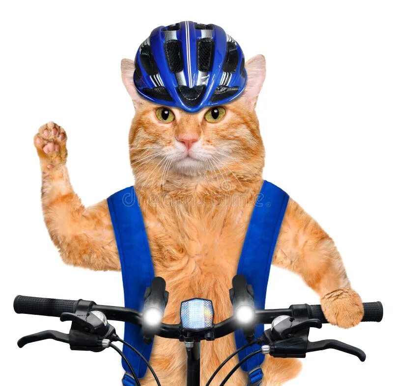 Cat bike. Котик на велосипеде. Кот велосипедист. Рыжий кот на велосипеде. Кот на велосипеде в шлеме.