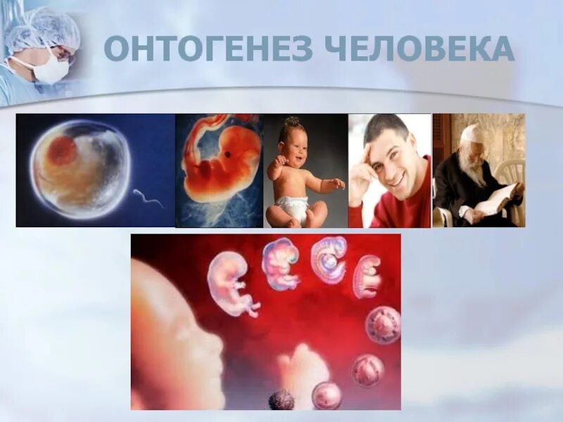 Онтогенез автор. Онтогенез. онтогенез человека. онтогенез человека картинки. онтогенез личности.