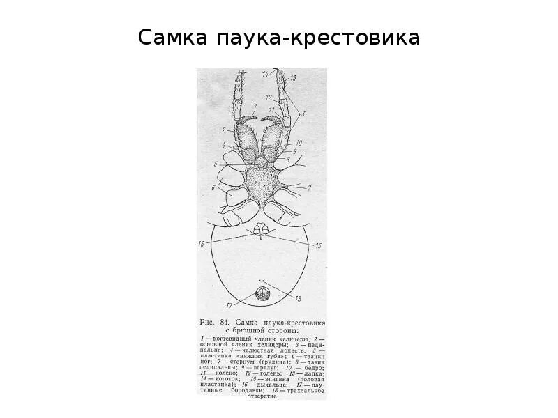 Внешнее строение паука крестовика. Строение паука крестовика. Внешний вид паука крестовика. Строение самки паука.