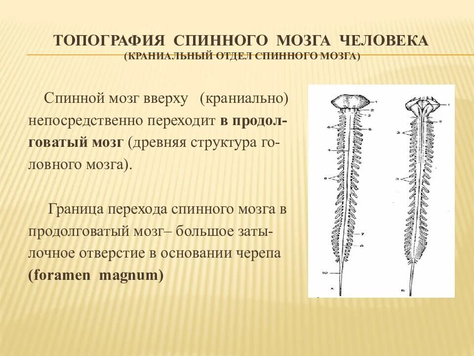 Спинной мозг топография строение. Наружное строение и топография спинного мозга. Внешнее строение спинного мозга анатомия. Спинной мозг: топография, внешнее и внутренне строение..