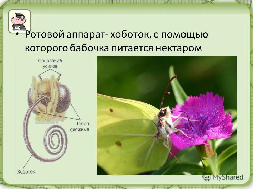 крушинница бабочка. ротовой аппарат бабочек чешуекрылых. мотылек ротовой аппарат. бабочкин хоботок. хоботок мотылька,бабочки.