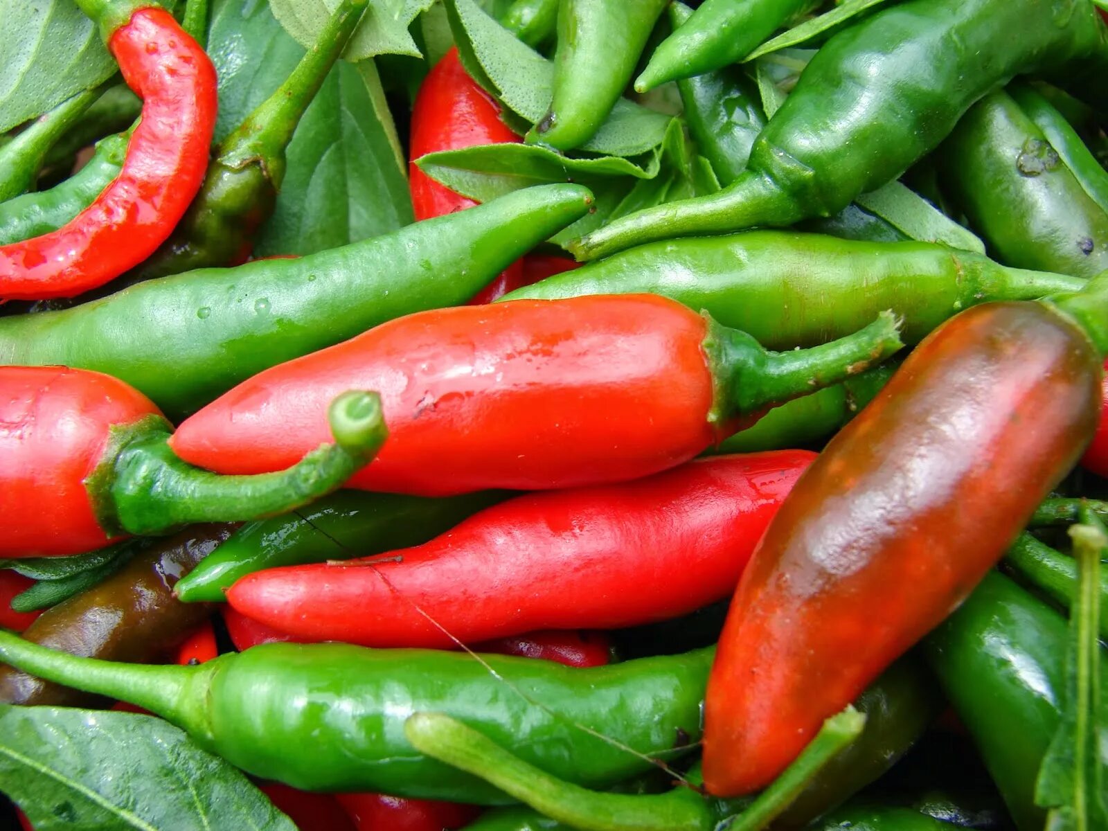 Горький сладкий турецкий. Горький стручковый перец. Перец Capsicum annuum. Перец болгарский Горький. Стручок Горького перца.