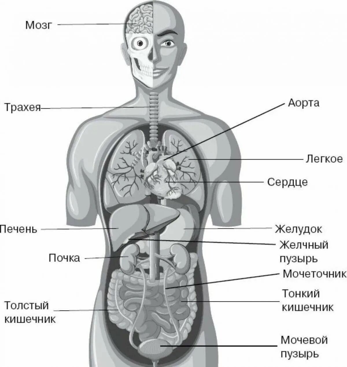 Внутренняя часть человека. Внутренняя структура человека схема расположения. Схема строения органов человека. Строение человека внутренние органы рисунок. Внутреннее строение организма человека схема расположения.
