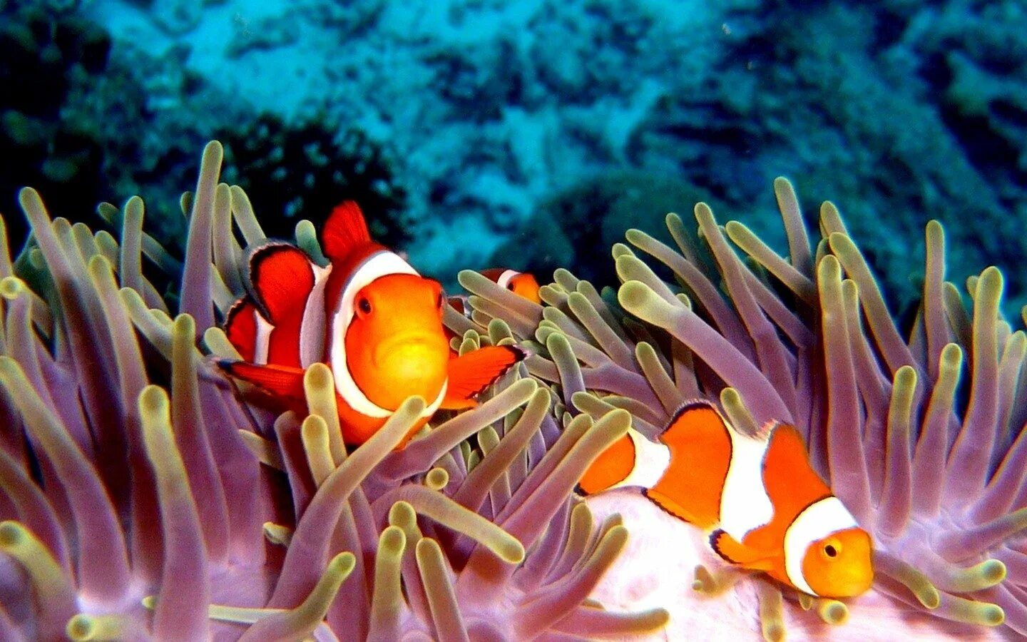 Рыбка коралловых рифов. Коралловый риф рыба клоун. Коралловые рыбы Тайланда. Рыбы на рифах в Тайланде. Риф анемон Тайланд.
