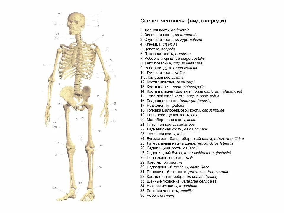 И молодые люди кости человека. Скелет человека вид спереди с надписями. Опишите скелет человека вид спереди.