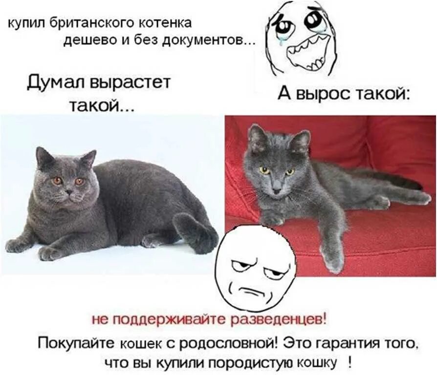 Кого лучше взять кошке. Кого лучше взять кошке. Возраст котенка. Возьми кота. Определить возраст котенка.