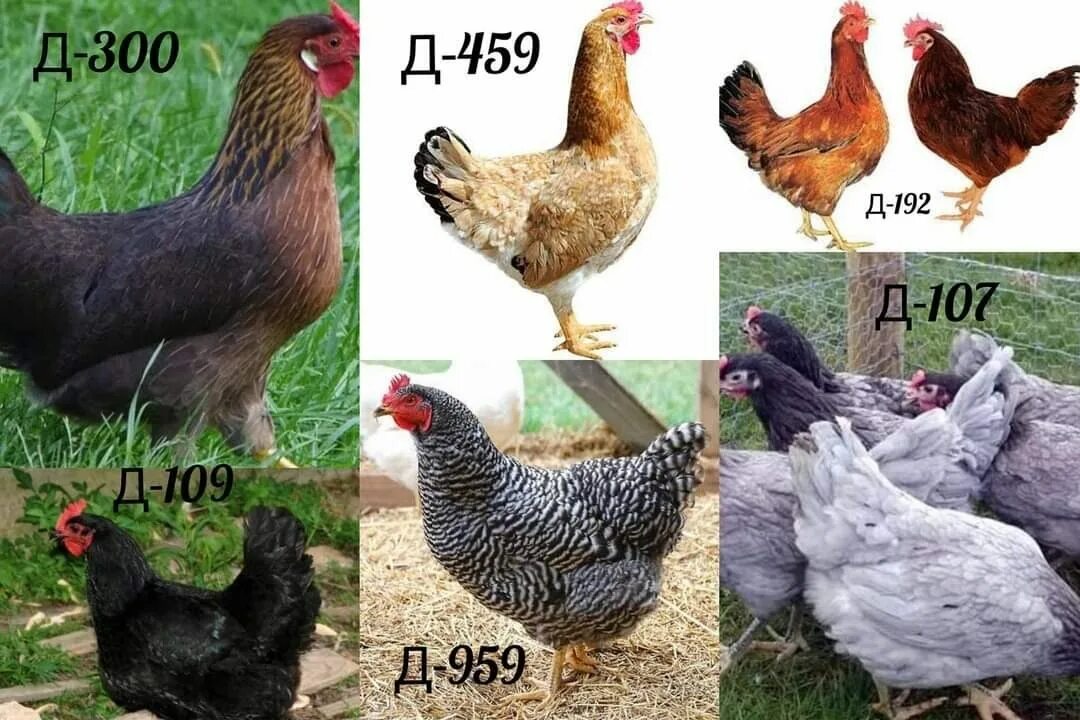 Доминант д149. Доминант д959 яйцо. доминант д192. несушка доминант 959. куры доминант д107.