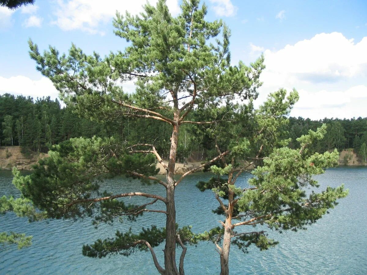 Гудящие сосны. Сосна обыкновенная Pinus Sylvestris l. Сосна Банкса Schneverdingen. Шверинская сосна. Alba picta сосна.